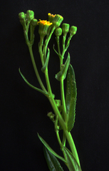 Senecio esperensis