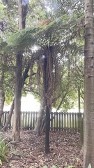 Cyathea smithii