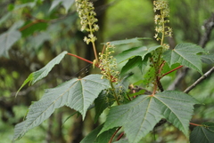 Acer caudatum