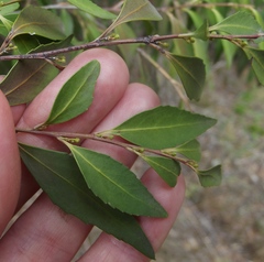 Maytenus acuminata
