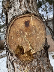 Pinus