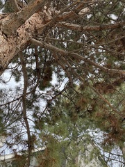 Pinus