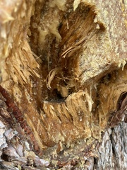Pinus