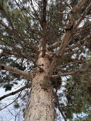 Pinus