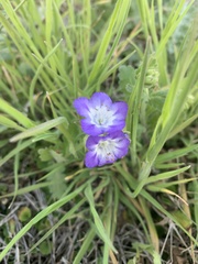 Phacelia patuliflora