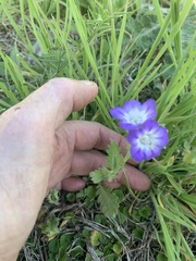 Phacelia patuliflora