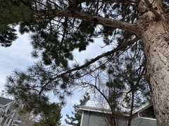 Pinus