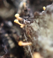 Eustilbum aureum