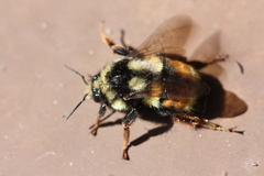 Bombus bifarius