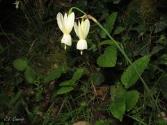 Narcissus triandrus triandrus