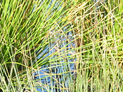 Juncus inflexus