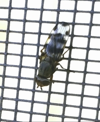 Ceroxys
