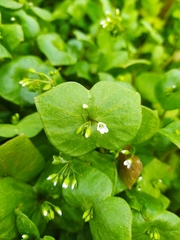 Claytonia perfoliata