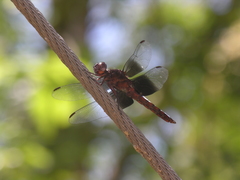Thermorthemis madagascariensis