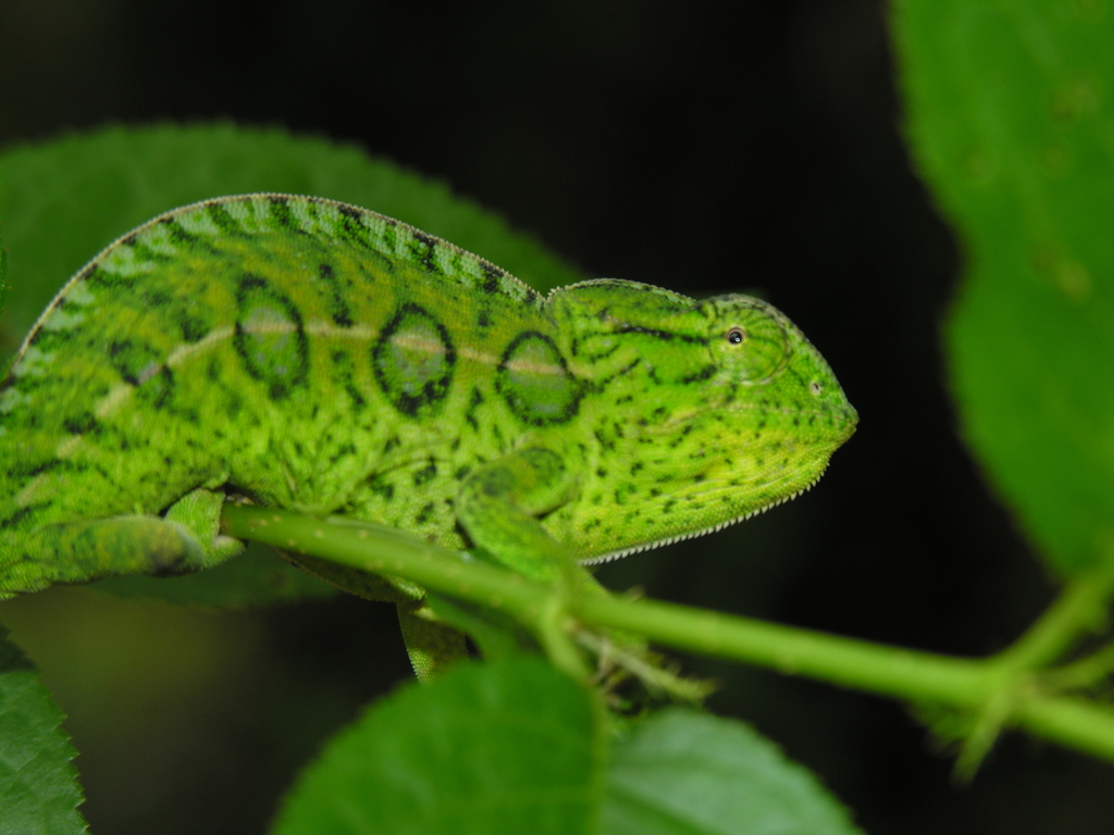 Photos of Carpet Chameleon (Furcifer lateralis) · iNaturalist