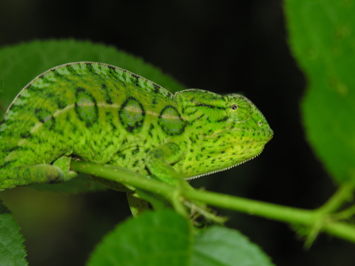 Carpet Chameleon