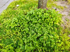 Claytonia perfoliata