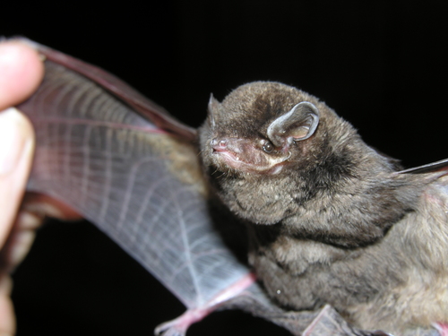 Eger's Long-fingered Bat (Miniopterus egeri) — Least Concern Mammalia