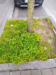 Claytonia perfoliata