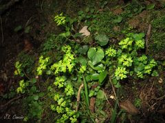Chrysosplenium oppositifolium