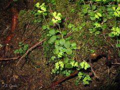 Chrysosplenium oppositifolium