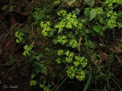 Chrysosplenium oppositifolium