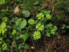 Chrysosplenium oppositifolium