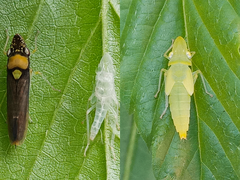 Acrogonia flavoscutellata