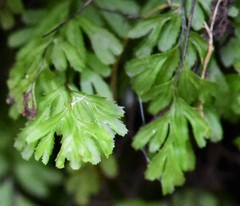 Hymenophyllum cupressiforme