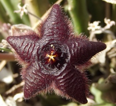 Stapelia paniculata scitula