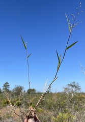 Dichanthelium patentifolium