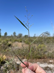 Dichanthelium patentifolium