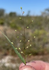 Dichanthelium patentifolium