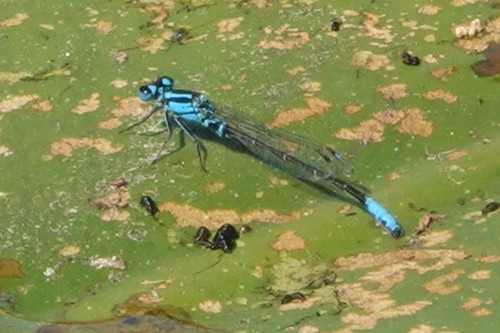Lilypad Forktail photo 3