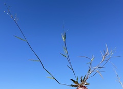 Dichanthelium patentifolium