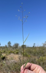 Dichanthelium patentifolium