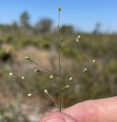 Dichanthelium patentifolium