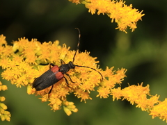 Stictoleptura canadensis canadensis