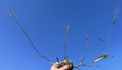 Dichanthelium patentifolium