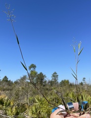 Dichanthelium patentifolium