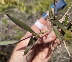 Dichanthelium patentifolium