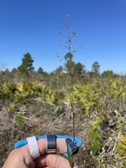 Dichanthelium patentifolium