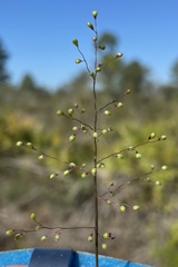 Dichanthelium patentifolium