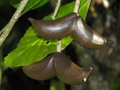 Tabernaemontaneae