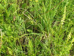 Carex aterrima