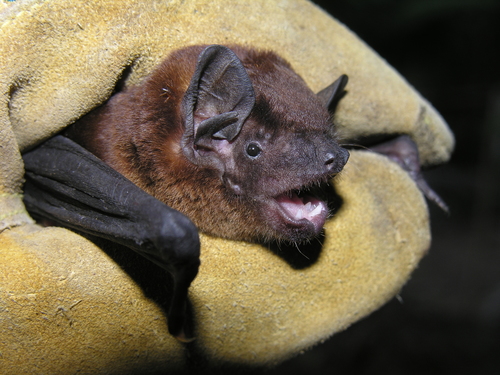 Robust House Bat