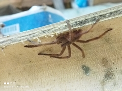 Cupiennius salei