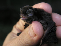 Miniopterus brachytragos