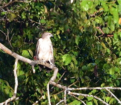Haliaeetus