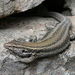Gallotia - Photo Haplochromis, sin restricciones conocidas de derechos (dominio público)